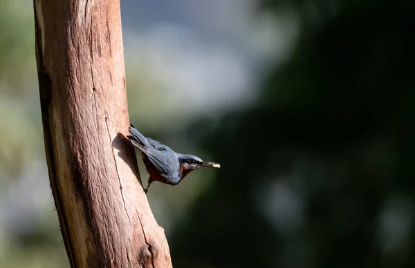 Chestnut Bellied Nuthatch Sitta Cinnamoventris Tree Sattal — Stock Photo, Image