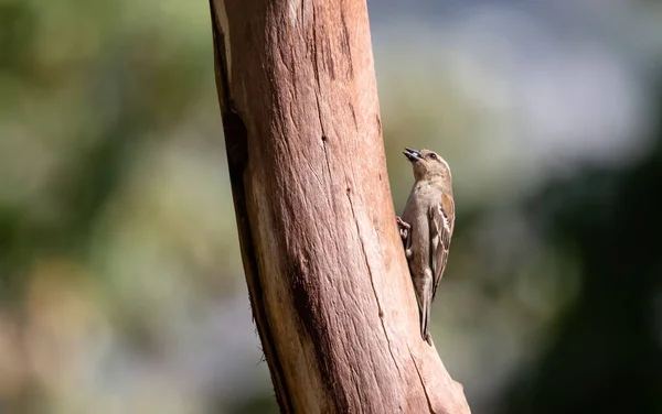 Sattal Daki Ağaca Tünemiş Serçe Kuş — Stok fotoğraf