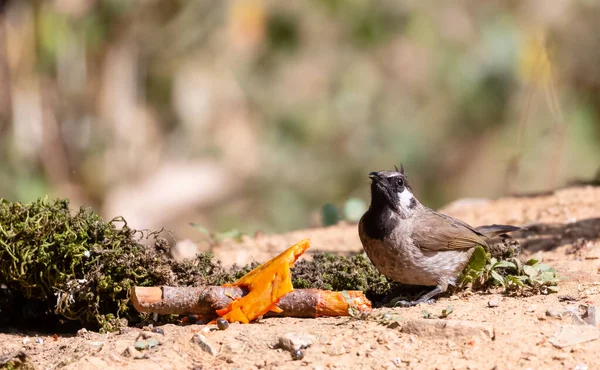 Himalaya Bulbul Vogel Sattal Fotografiert — Stockfoto