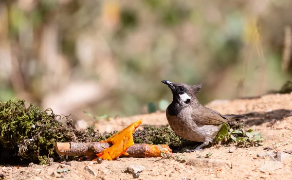 Himalayan Bulbulbubird Сфотографований Сатталі — стокове фото