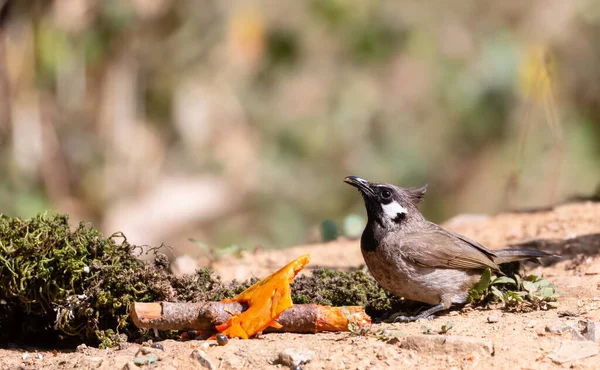 Himalayan Bulbulbubird Сфотографований Сатталі — стокове фото