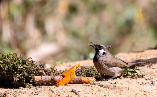 Himalaya Bulbul Vogel Sattal Fotografiert — Stockfoto