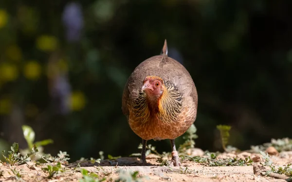 Džungle Fowl Fena Pták Fotografován Satal Uttarakhand Indie — Stock fotografie