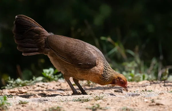 Jungle Fowl female bird photographed in Satal, Uttarakhand, India