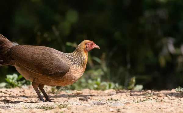 Jungle Fowl female bird photographed in Satal, Uttarakhand, India