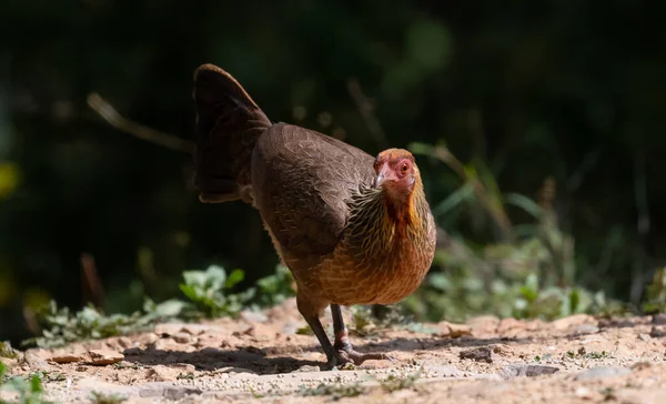 Jungle Fowl Θηλυκό Πουλί Φωτογραφήθηκε Στο Satal Uttarakhand Ινδία — Φωτογραφία Αρχείου