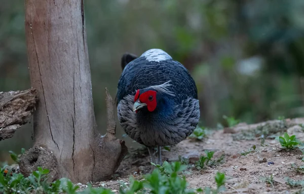 Khaleej Fagiano Lophura Leucomelanos Uccello Maschio Fotografato Sattal Uttarakhand — Foto Stock