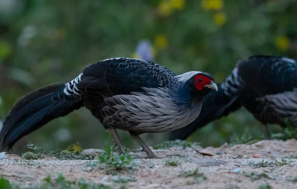 Khaleej Pheasant Lophura Leucomelanos Αρσενικό Πτηνό Φωτογραφημένο Στο Sattal Uttarakhand — Φωτογραφία Αρχείου