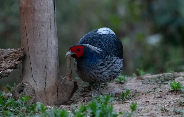 Khaleej Fagiano Lophura Leucomelanos Uccello Maschio Fotografato Sattal Uttarakhand — Foto Stock