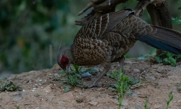 Khaleej Fagiano Lophura Leucomelanos Uccello Femmina Sattal India — Foto Stock