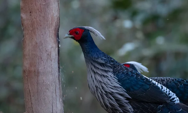 Khaleej Pheasant Lophura Leucomelanos Αρσενικό Πτηνό Φωτογραφημένο Στο Sattal Uttarakhand — Φωτογραφία Αρχείου