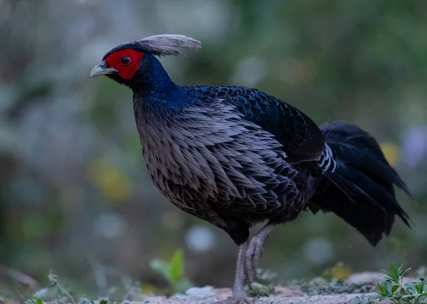 Faisão Khaleej Lophura Leucomelanos Ave Macho Fotografado Sattal Uttarakhand — Fotografia de Stock