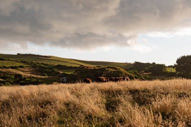Şili 'nin Chiloe Adası' ndaki bir çayırda otlayan boğalar ve inekler.