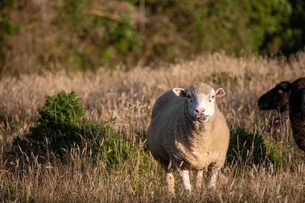 White Sheep Meadow — Stock Photo, Image