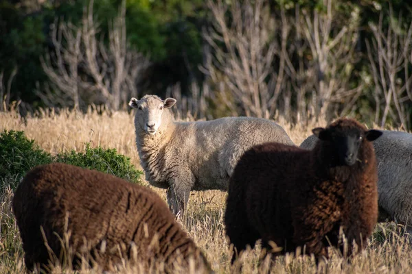 Λευκό Πρόβατο Ένα Λιβάδι Πίσω Από Μαύρα Πρόβατα — Φωτογραφία Αρχείου