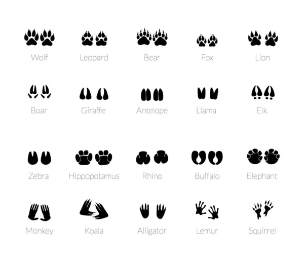 Hayvanların ayak izleri.