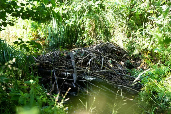 Dam on the Creek, kunduzlar tarafından inşa edildi. Pskov bölgesi, Velikie Luki d.