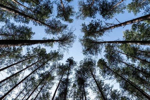 Crowns of pine trees against the blue sky. Pskov region. Veliko