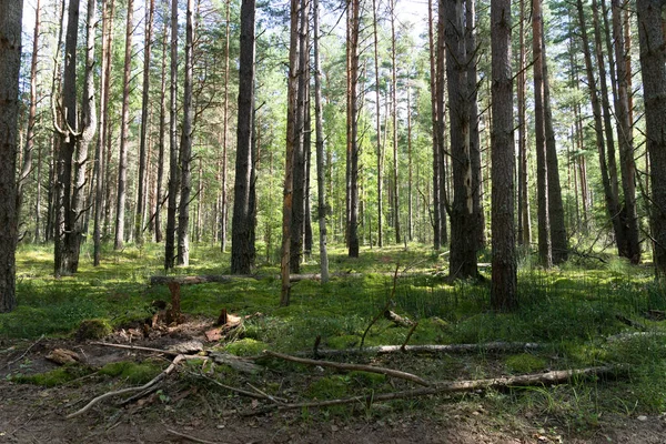 Güneşli havada yeşil yaprak döken orman. Yosun. Pskov bölgesi. Nea
