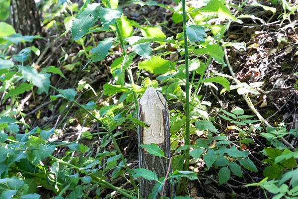 Kunduz ağacı kemirdi ve kesti. Kökle. Pskov bölgesi, Veli