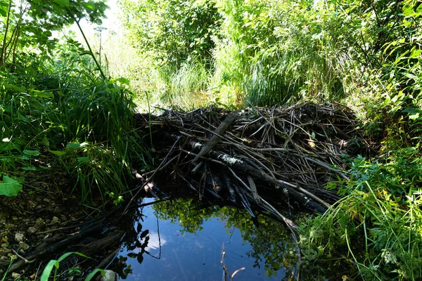 Dam on the Creek, kunduzlar tarafından inşa edildi. Pskov bölgesi, Velikie Luki d.