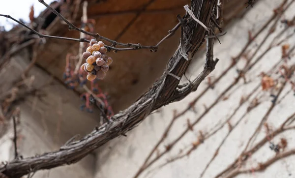 Kış üzümleri. Tiflis caddesinde kışın kurutulmuş üzüm. Georgia.