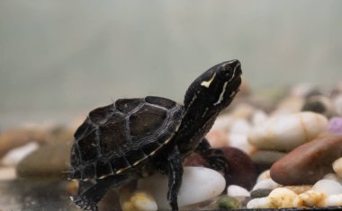 Misk kaplumbağası Sternotherus havuzda kokar.