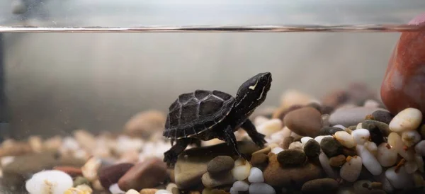 Common musk turtle Sternotherus odoratus in a pond — Stock Photo, Image