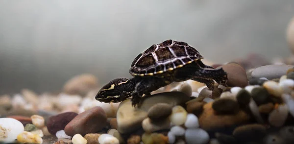 Tortuga almizclera común Sternotherus odoratus en un estanque . Fotos De Stock