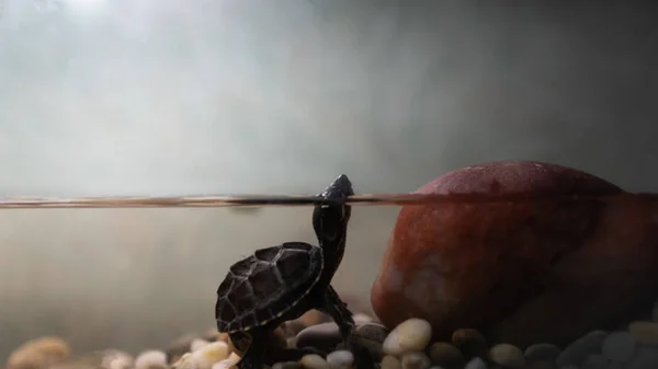 Misk kaplumbağası Sternotherus havuzda kokar.
