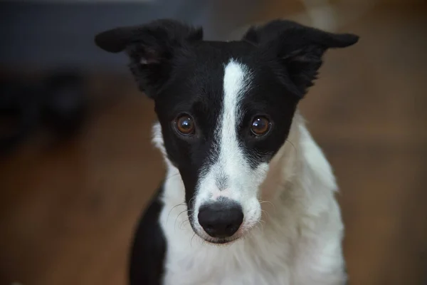 Der Border Collie Schäferhund Schaut Mit Seinen Braunen Augen Direkt — Stockfoto