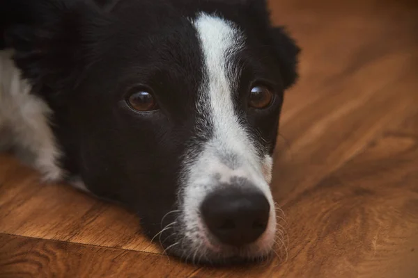 Der Border Collie Hund Mit Braunen Augen Liegt Auf Dem — Stockfoto