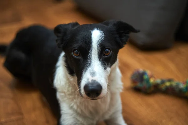 Der Mittelgroße Hund Von Border Collie Mit Braunen Augen Liegt — Stockfoto