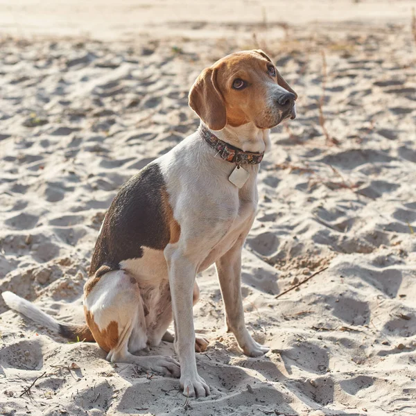 Der Hund Der Estnischen Hunderasse Sitzt Sommerstrand — Stockfoto