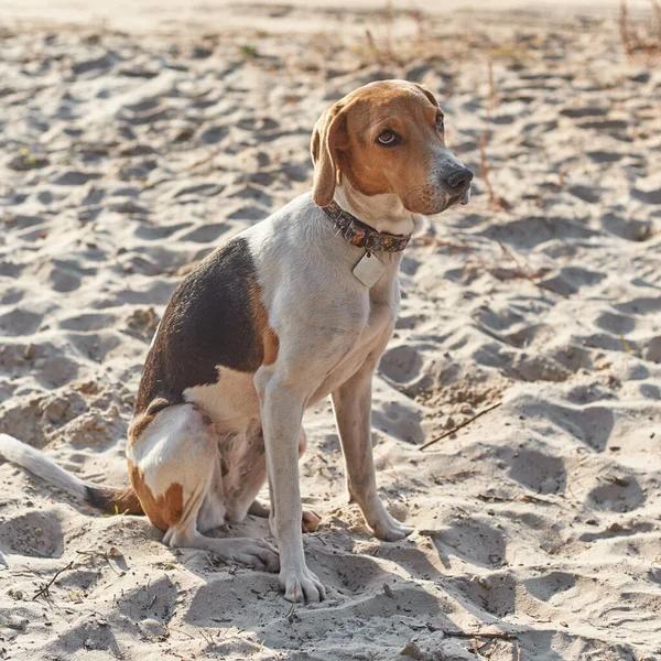 Der Traurige Estnische Hund Strand Bei Sonnenuntergang — Stockfoto
