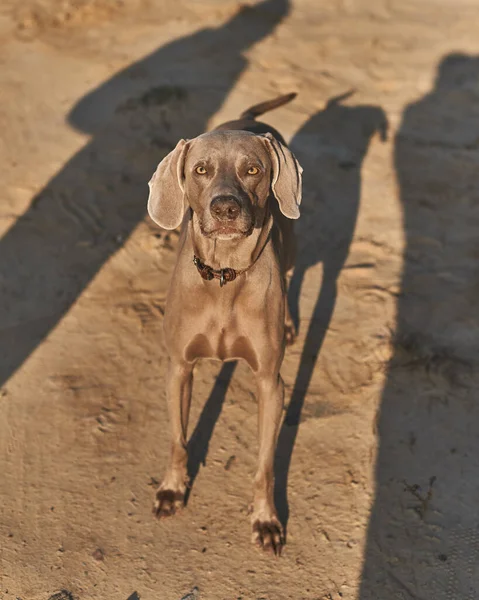 Χαριτωμένο Σκυλί Της Φυλής Weimaraner Μένει Στην Άμμο Στην Παραλία — Φωτογραφία Αρχείου