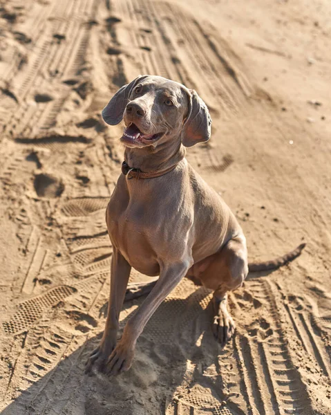 Ηλιοβασίλεμα Στην Παραλία Σκυλί Weimaraner Περιμένει Τρέξει Και Παίξει — Φωτογραφία Αρχείου