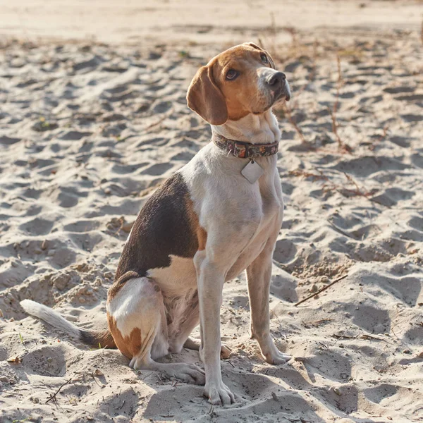 Estnischer Hund Wartet Auf Leckerbissen Sand Sonnenuntergang — Stockfoto
