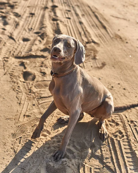 Der Weimaraner Rassehund Rennt Fast Zum Leckerbissen — Stockfoto