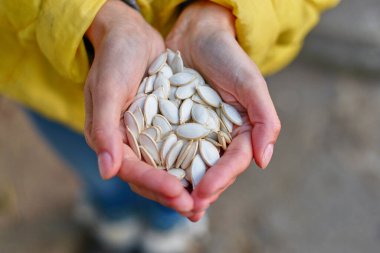 Bir avuç dolusu kabak çekirdeğini tutan eller.