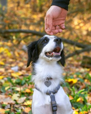 Şirin köpek dışarıda eğleniyor. 