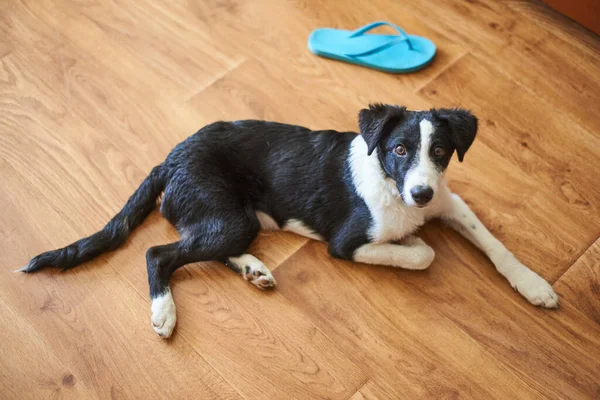 Border Collie Hund Auf Dem Boden — Stockfoto