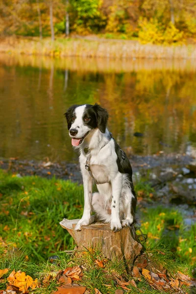 Cute Dog Having Fun Outdoors — Stock Photo, Image
