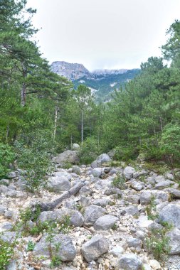 Yalta 'daki Kırım Dağları ve Ormanı