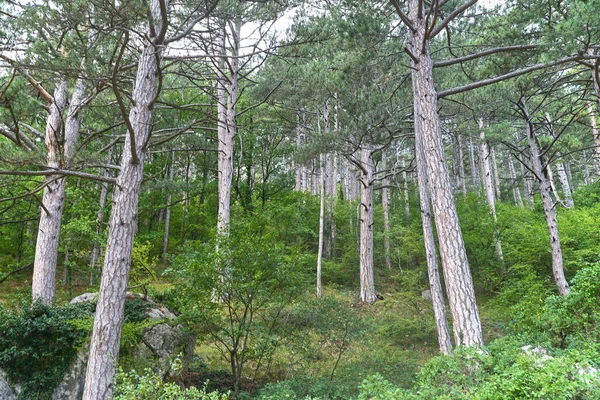 Paisaje Único Del Ecosistema Los Cárpatos Ucrania — Foto de Stock