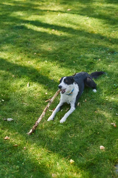 Cute Dog Having Fun Outdoors — Stock Photo, Image