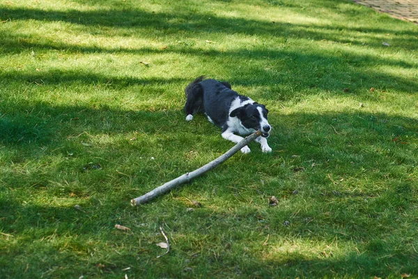 Cute Dog Having Fun Outdoors — Stock Photo, Image