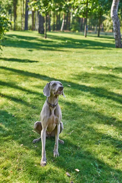 Netter Hund Hat Spaß Freien — Stockfoto