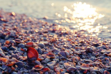 Kumsalda çakıl taşları ve deniz kabukları. Güneşle aydınlatılıyor.
