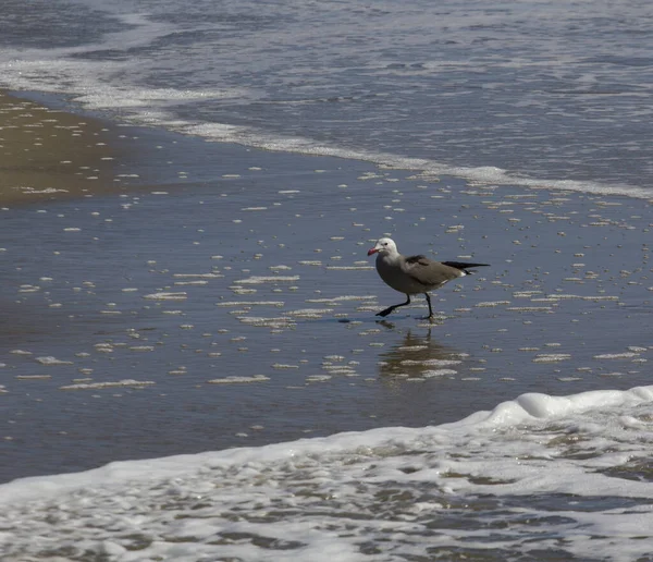 Gaviota Caminando Por Playa Sin Conexión —  Fotos de Stock